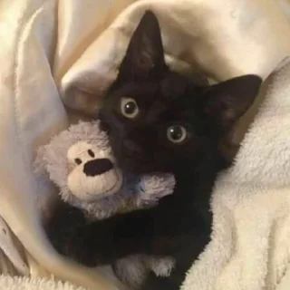 😺
