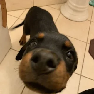 🐶