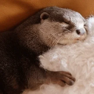 😴