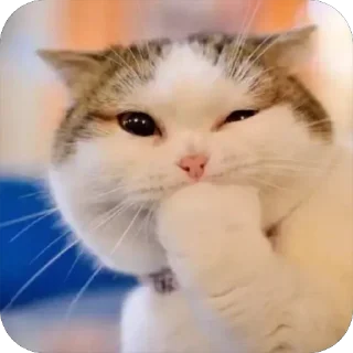 Meow Peow 😼