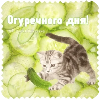 🐱