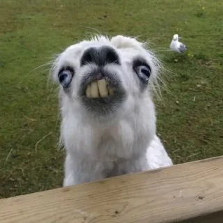 🦙