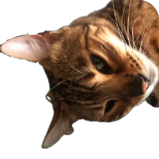 🐱