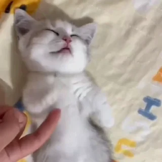🐈