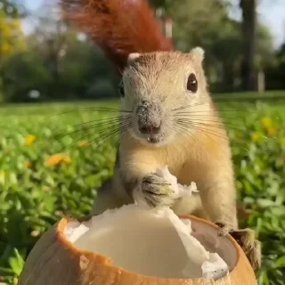 🤩