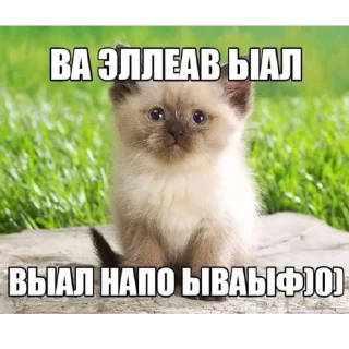 🐱