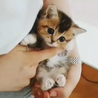 🐈