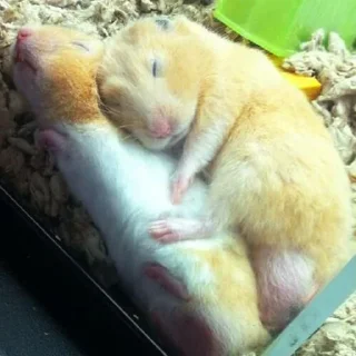 😴