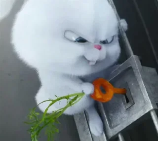 🐰