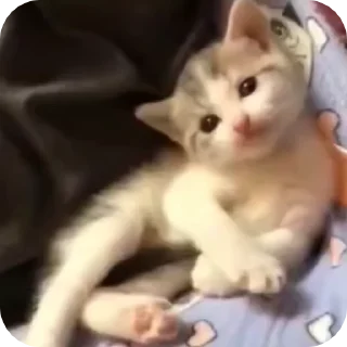 🫡