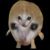 Catzzz!
