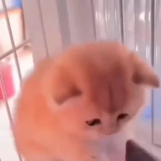 🐈