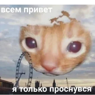 😺