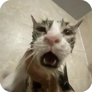 Коты @sticersgerip