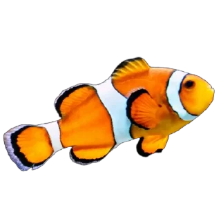 🐟