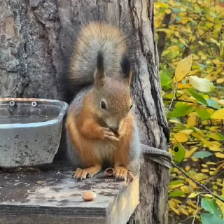 🤩