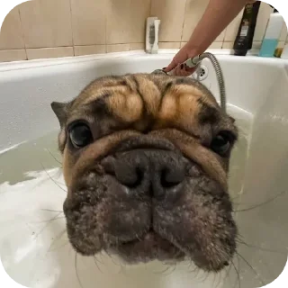🐶