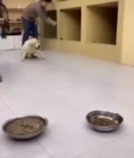 🍽