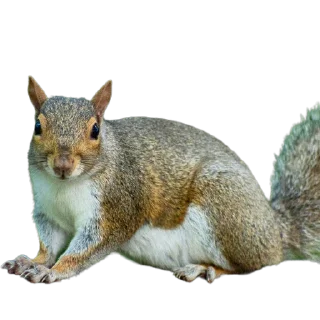 🐿️