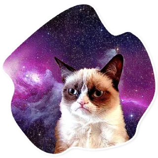 😾