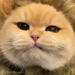 😋
