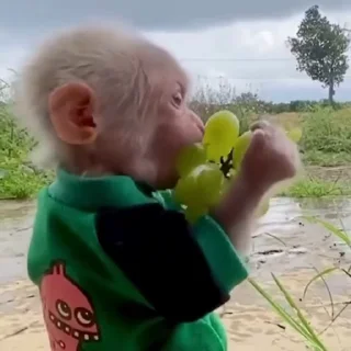 🍇