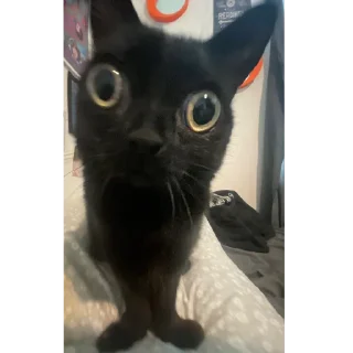 🐱