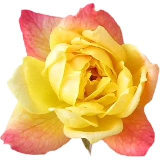 🌹