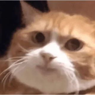 🐱