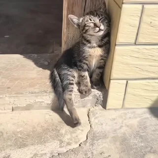 🐈‍⬛️