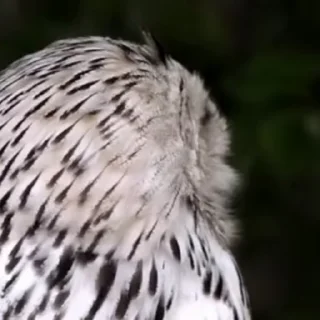🦉