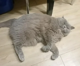 🌟