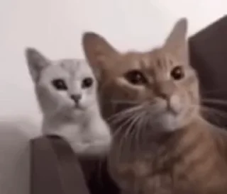 🐱