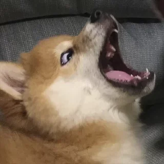 🐺