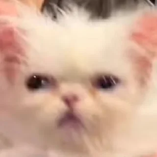 🤨