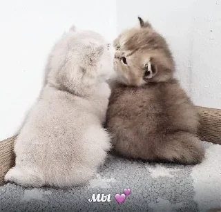 💗