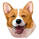🐶