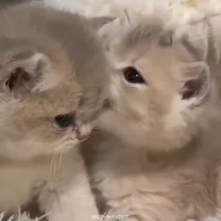 🌟