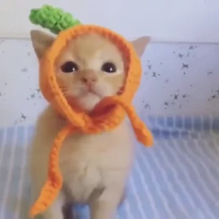 Funny cats 2.0