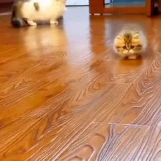 🏃‍♂