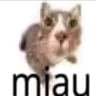 🐈