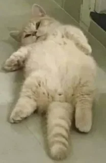 🐈‍⬛