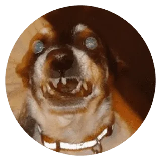 🐶