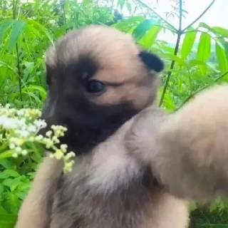 🌼