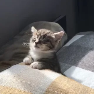 🐈