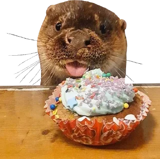 Otters Gotta Ott 4