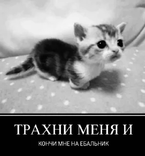 😻