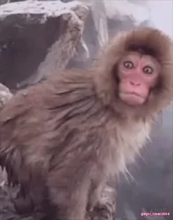🐵