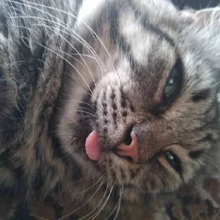 😜
