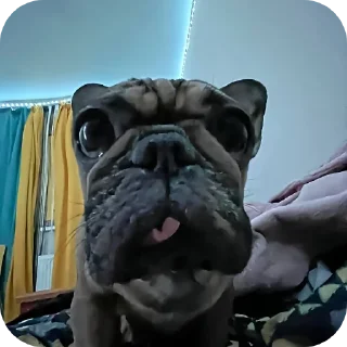 🐶